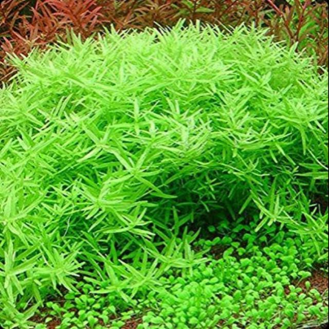 ROTALA SP. GREEN (ROTALA SP. GREEN)