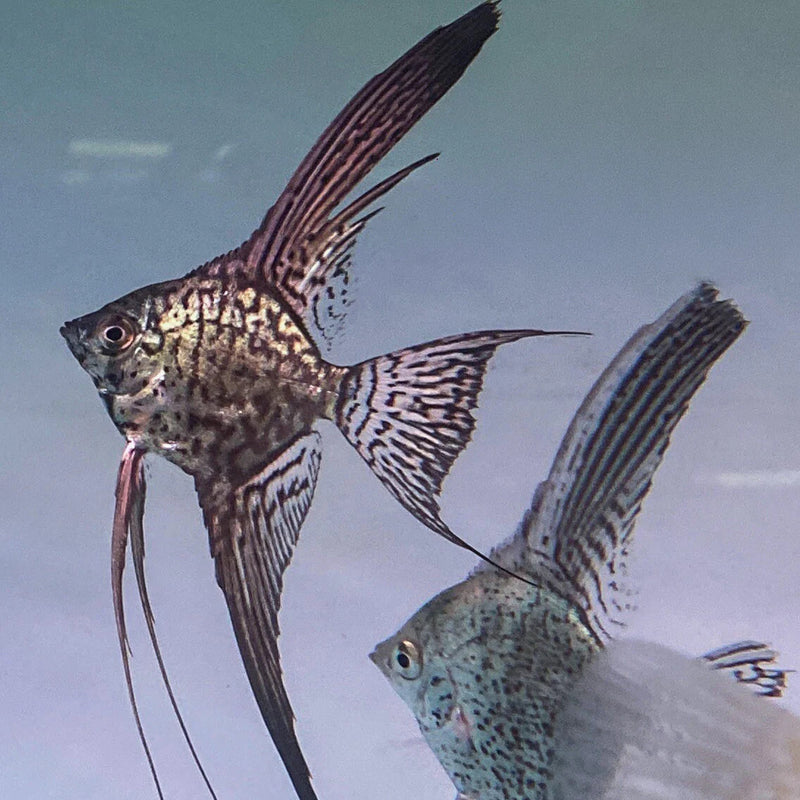 Live Freshwater Aquarium Leopard Angelfish 1.50-2.00" Body