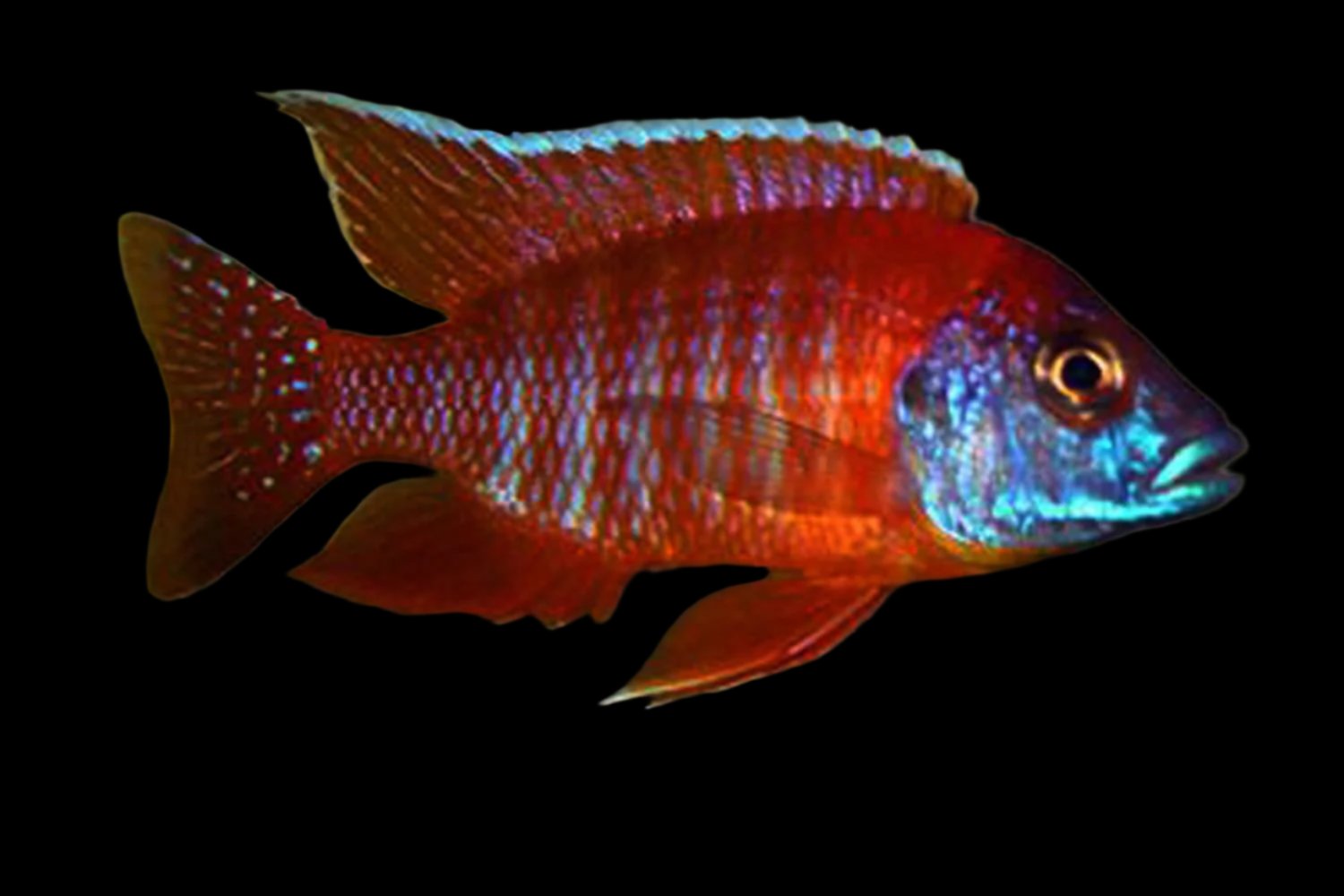 ★QUMAPON ROUGE+QUMAPON PEACOCK ☆QUMAPON ROUGE+QUMAPON PEACOCK A Peacock with Its Feathers