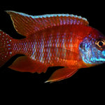 Live Freshwater African Cichlid Red Peacock (Aulonocara Rubescens)(CHD-103)U004