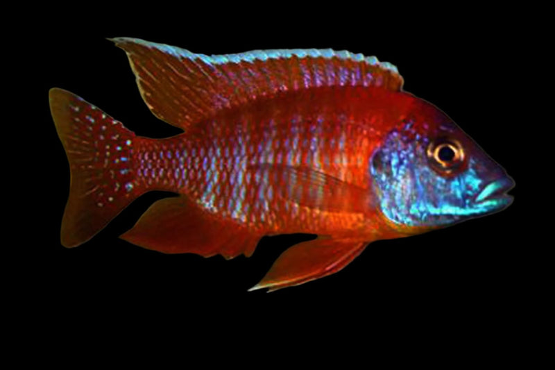 Live Freshwater African Cichlid Red Peacock (Aulonocara Rubescens)(CHD-103)U004