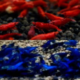 Live Freshwater Aquarium Fancy Bloody Mary & Blue Dream Shrimp Premium Quality 10/$30, 20/$50 (Neocaridina sp.)(FS-048)