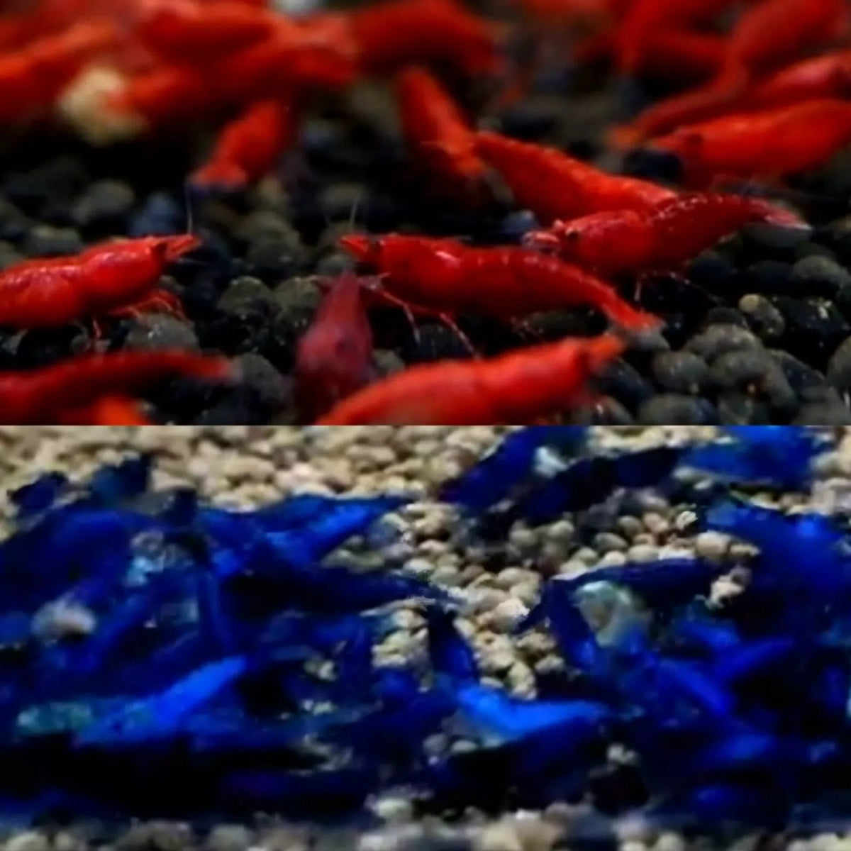 Live Freshwater Aquarium Fancy Bloody Mary & Blue Dream Shrimp Premium Quality 10/$30, 20/$50 (Neocaridina sp.)(FS-048)