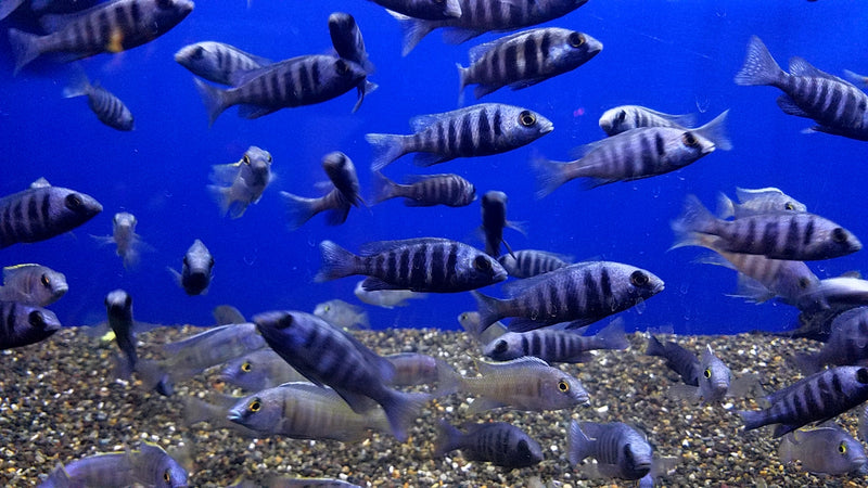 Live African Cichlid Star Sapphire (Placidochromis sp. Phenochilus Tanzania) (CHD-140) U019