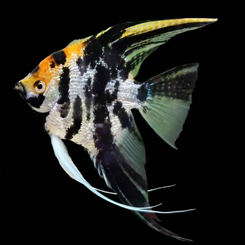 Live Freshwater Aquarium Koi Angelfish XL (Pterophyllum sp.) 4.00 inch