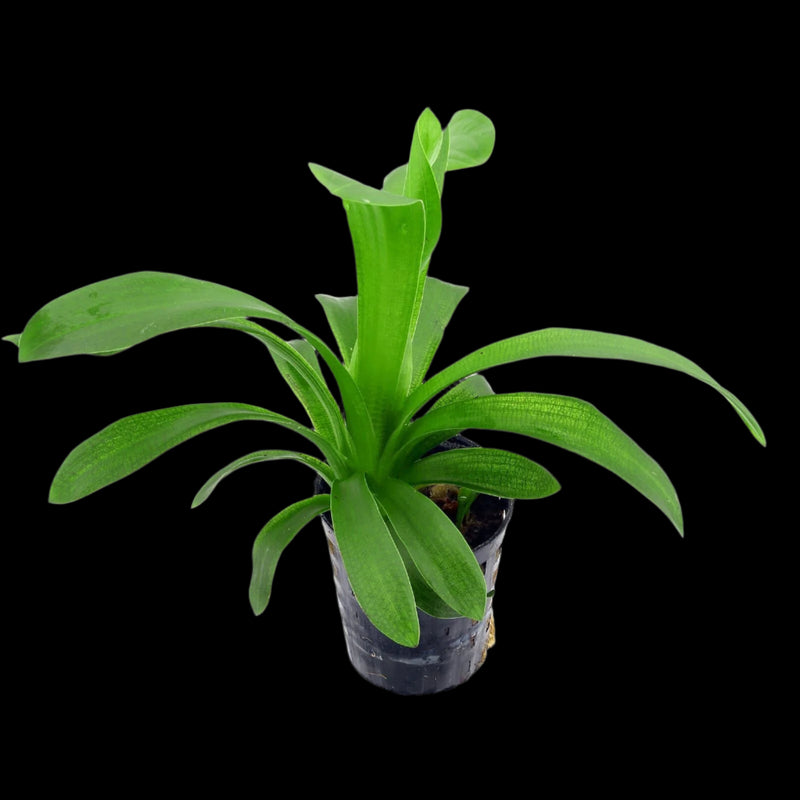 SAGITTARIA PUSILLA (DWARF SAGITTARIA)