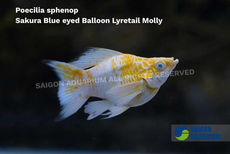 High Grade Sakura Balloon Molly (Poecilia sphenops)