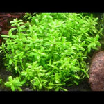 HEDYOTIS SALZMANNII (MICROCARPAEA) (SALZMAN MICRO CARPET)