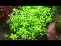 HEDYOTIS SALZMANNII (MICROCARPAEA) (SALZMAN MICRO CARPET)