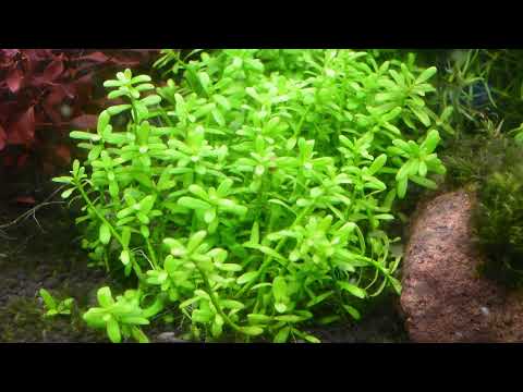 HEDYOTIS SALZMANNII (MICROCARPAEA) (SALZMAN MICRO CARPET)