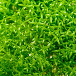 HEDYOTIS SALZMANNII (MICROCARPAEA) (SALZMAN MICRO CARPET)