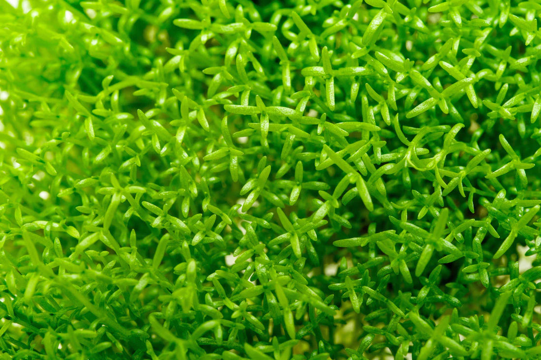 HEDYOTIS SALZMANNII (MICROCARPAEA) (SALZMAN MICRO CARPET)