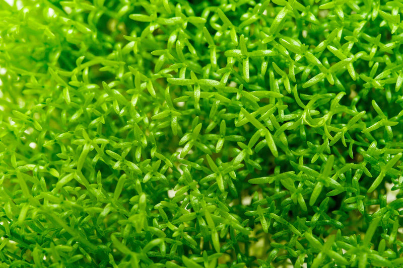 HEDYOTIS SALZMANNII (MICROCARPAEA) (SALZMAN MICRO CARPET)