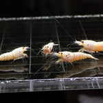 Live Freshwater Aquarium Shrimp White Bee (Caridina)