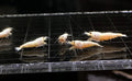 Live Freshwater Aquarium Shrimp White Bee (Caridina)