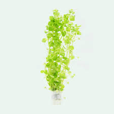 BACOPA AUSTRALIS (SOUTHERN BACOPA)