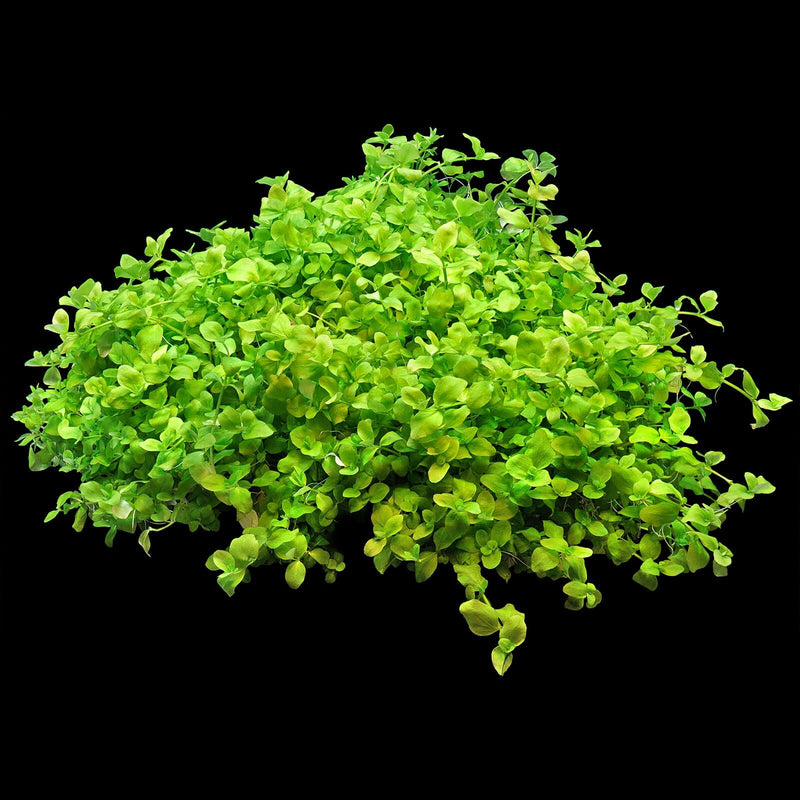 BACOPA AUSTRALIS (SOUTHERN BACOPA)