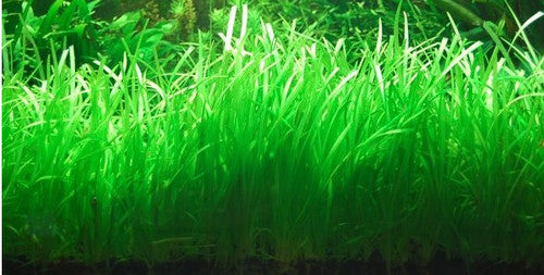 SAGITTARIA SUBULATA (SUBULATA (NARROWLEAF))