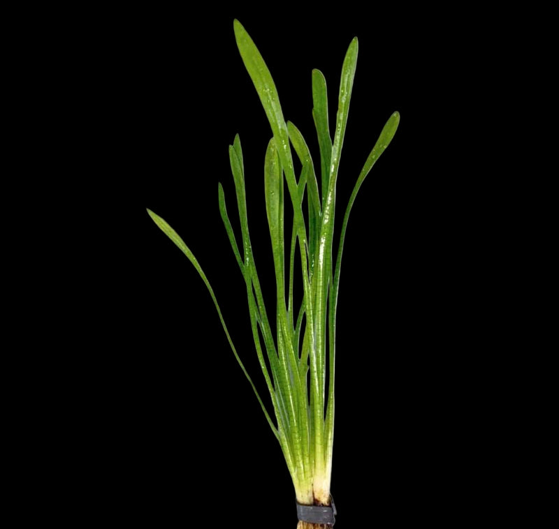 SAGITTARIA SUBULATA (SUBULATA (NARROWLEAF))