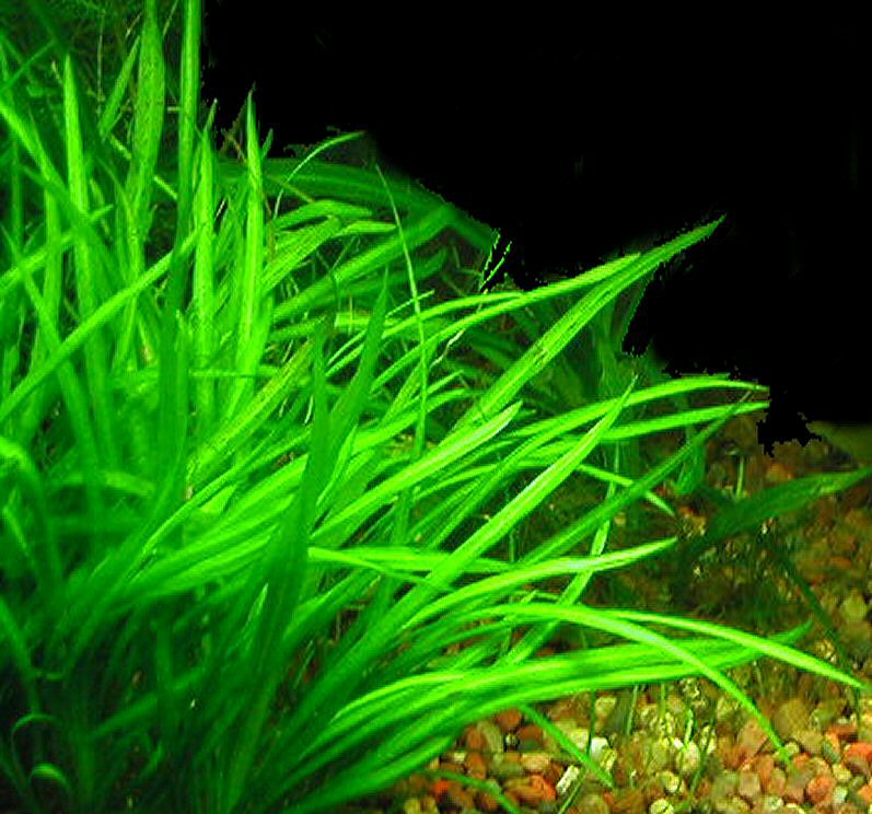 SAGITTARIA SUBULATA (SUBULATA (NARROWLEAF))