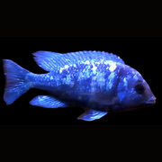 star sapphire african cichlid
