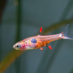Live Tropical Fish Strawberry Rasbora (Boraras Naevus)