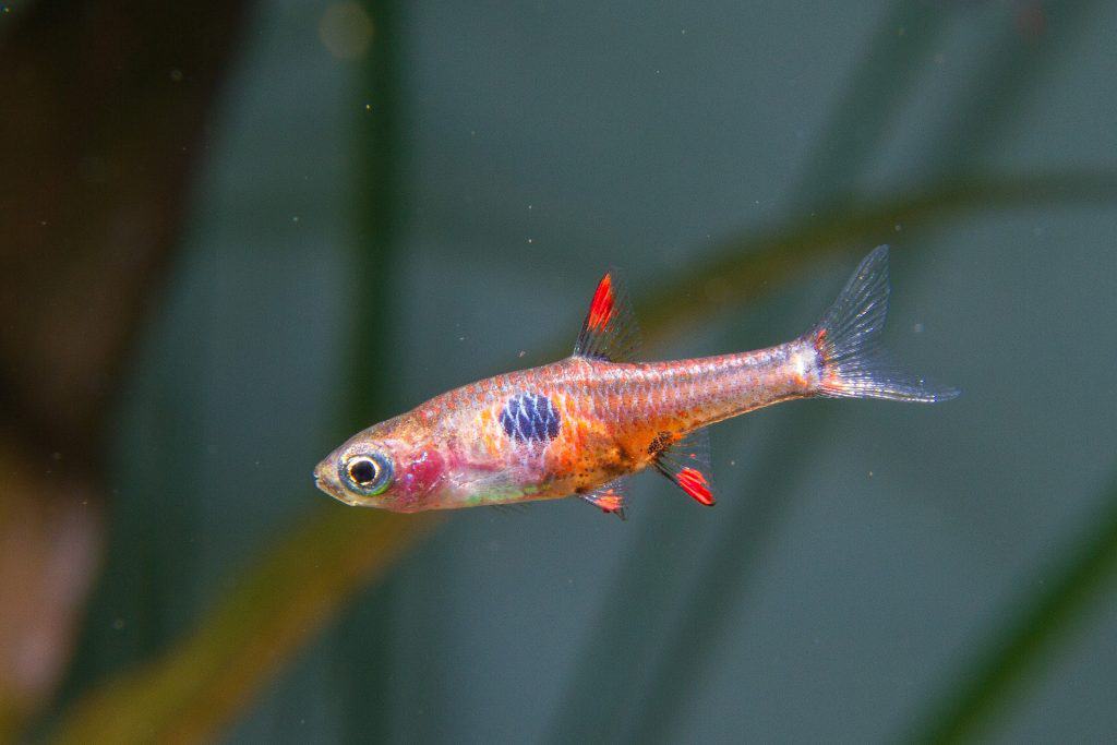 Live Tropical Fish Strawberry Rasbora (Boraras Naevus)
