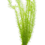 MAYACA FLUVIATILIS (STREAM BOGMOSS)