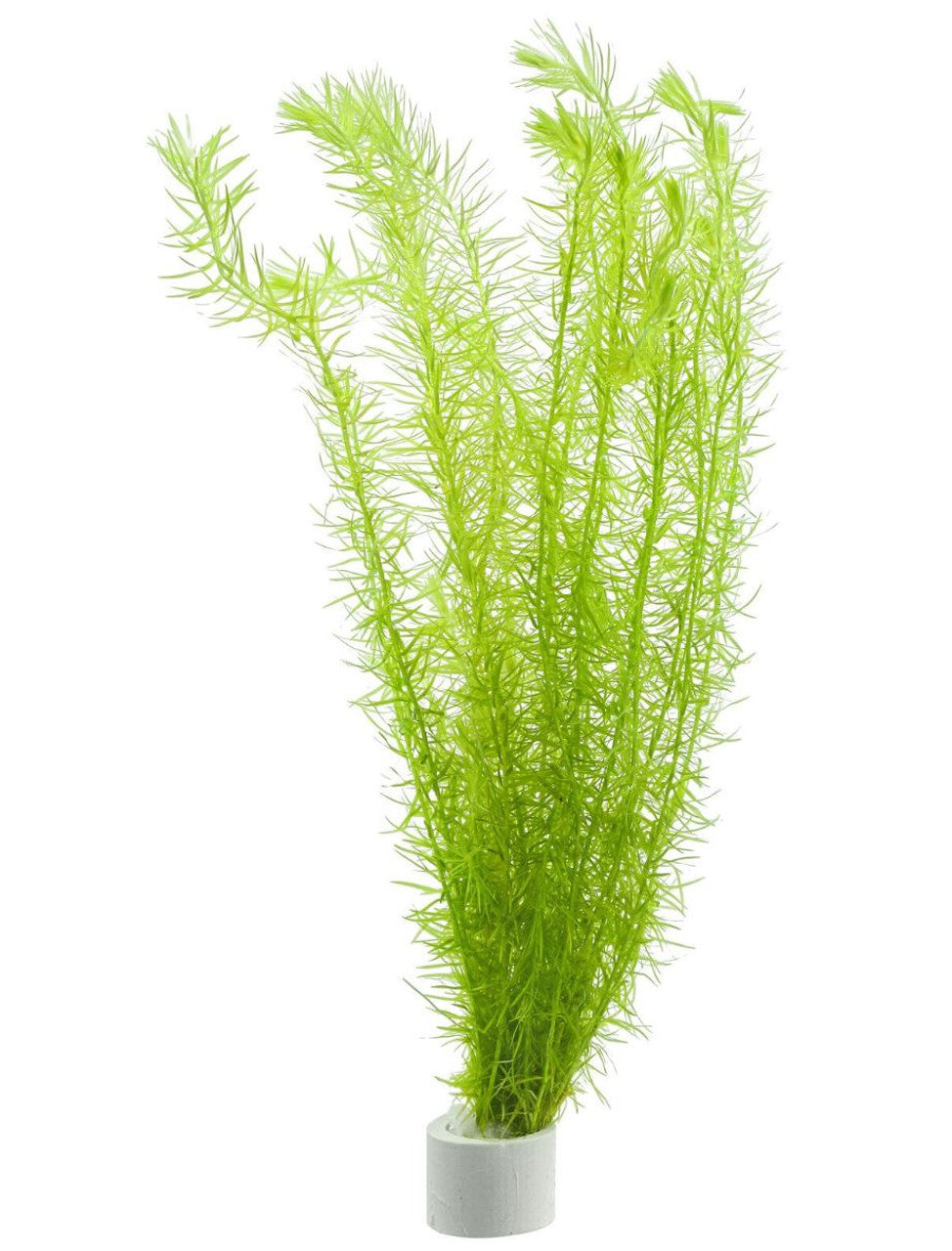 MAYACA FLUVIATILIS (STREAM BOGMOSS)