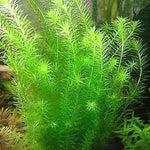 MAYACA FLUVIATILIS (STREAM BOGMOSS)