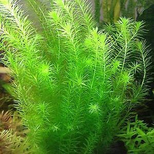 MAYACA FLUVIATILIS (STREAM BOGMOSS)