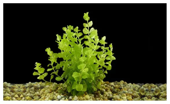 LYSIMACHIA NUMMULARIA "AUREA" (LLOYDIELLA, GOLDEN)