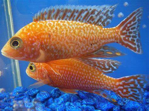 (CHD-030) Tangerine Peacock Cichlid 4.00 inch + Male