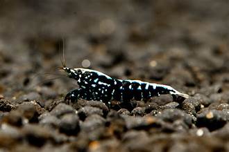 Live Freshwater Aquarium Shrimp Black Galaxy Pinto (Caridina)