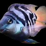 Round Body Blue Tiger Parrot Cichlid 2.00 inch