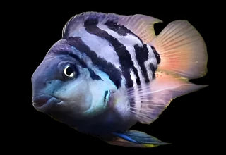 Round Body Blue Tiger Parrot Cichlid 2.00 inch