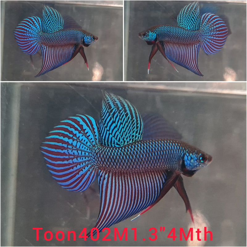 (TOON-402) BLUE HYBRID SMARAGDINA MALE BETTA