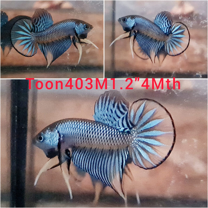 (TOON-403) BLUE YELLOW IMBELLIS MALE BETTA