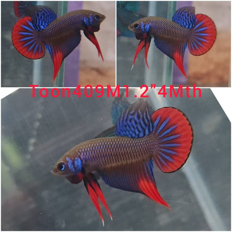 (TOON-409) BLUE IMBELLIS WILD MALE BETTA