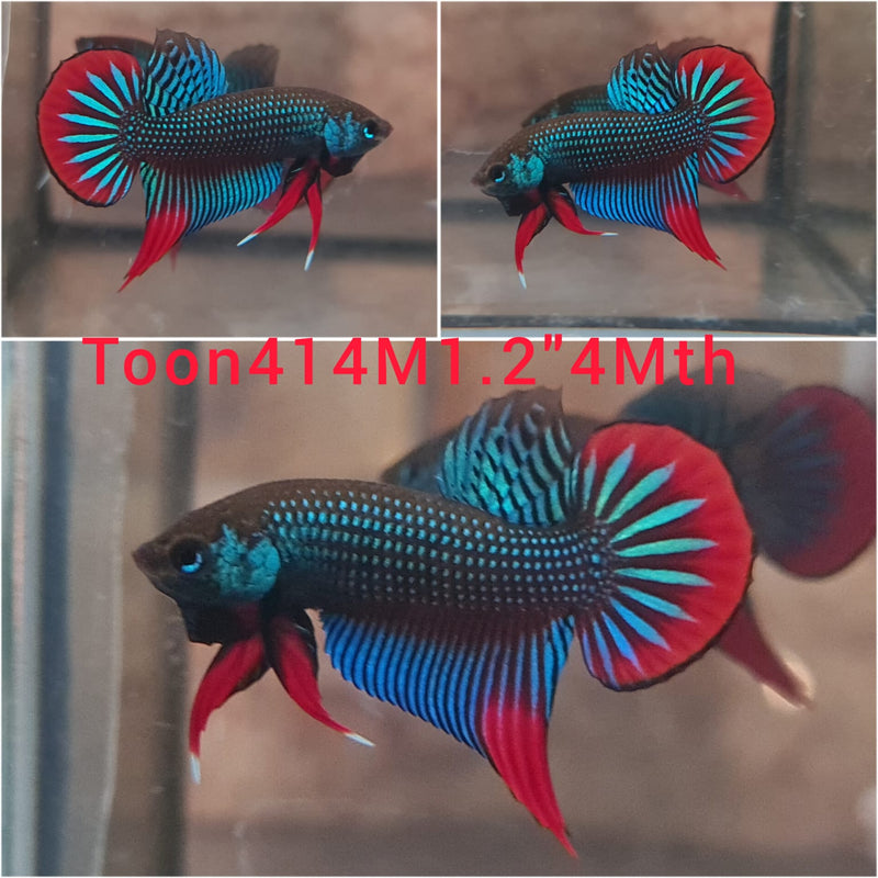 (TOON-414) BLUE IMBELLIS WILD MALE BETTA