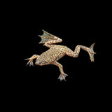 (pack of 5) African Dwarf Frog 5/$25