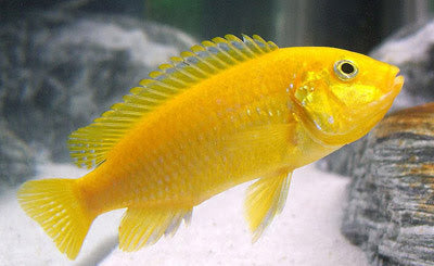 Live Freshwater fish African Cichlid Electric Yellow Lemon Price Cichlid (Labidochromis Caeruleus)(CHD-136)