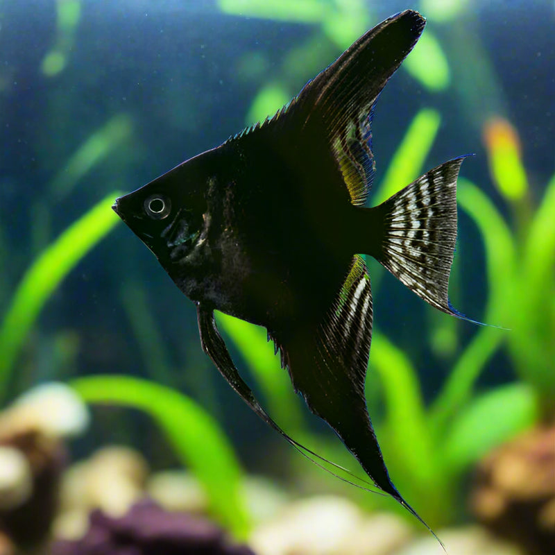 Live Freshwater Aquarium Black Angelfish Medium