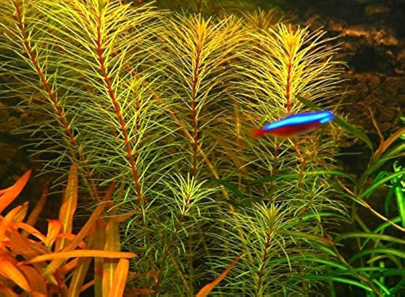 ROTALA VIETNAM (ROTALA VIETNAM)