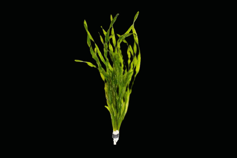 VALLISNERIA SPIRALIS  (VALLISNERIA SPIRALIS (ITALIAN))