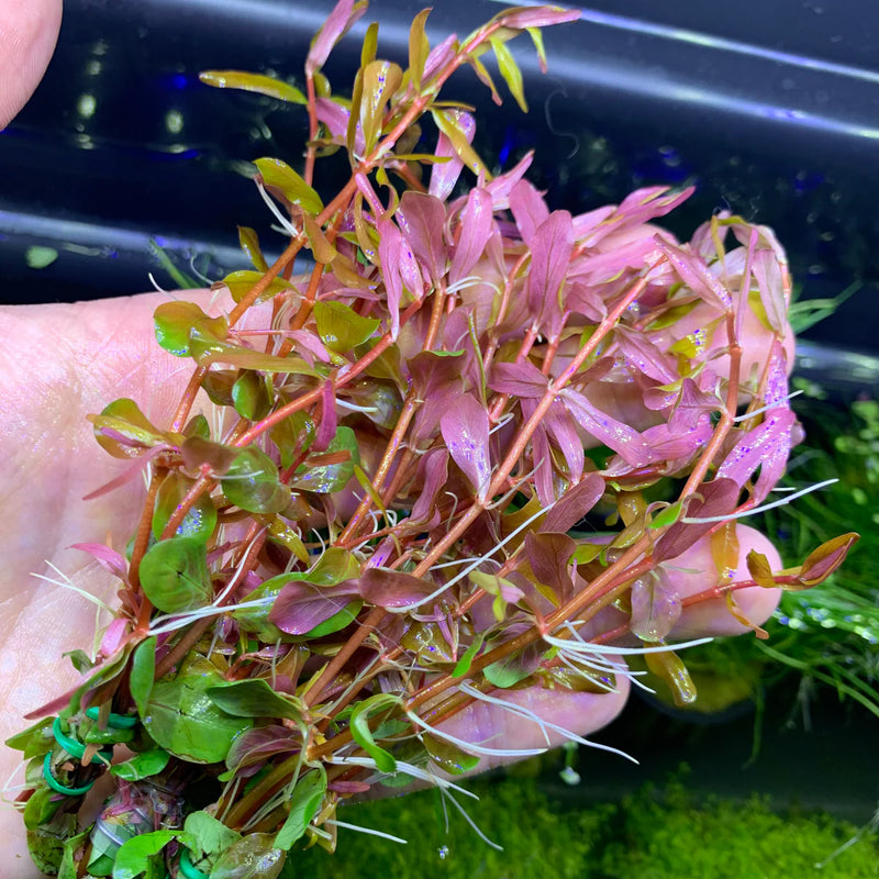 ROTALA VIETNAM (ROTALA VIETNAM)