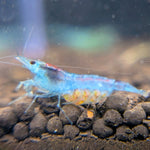 velvet blue shrimp