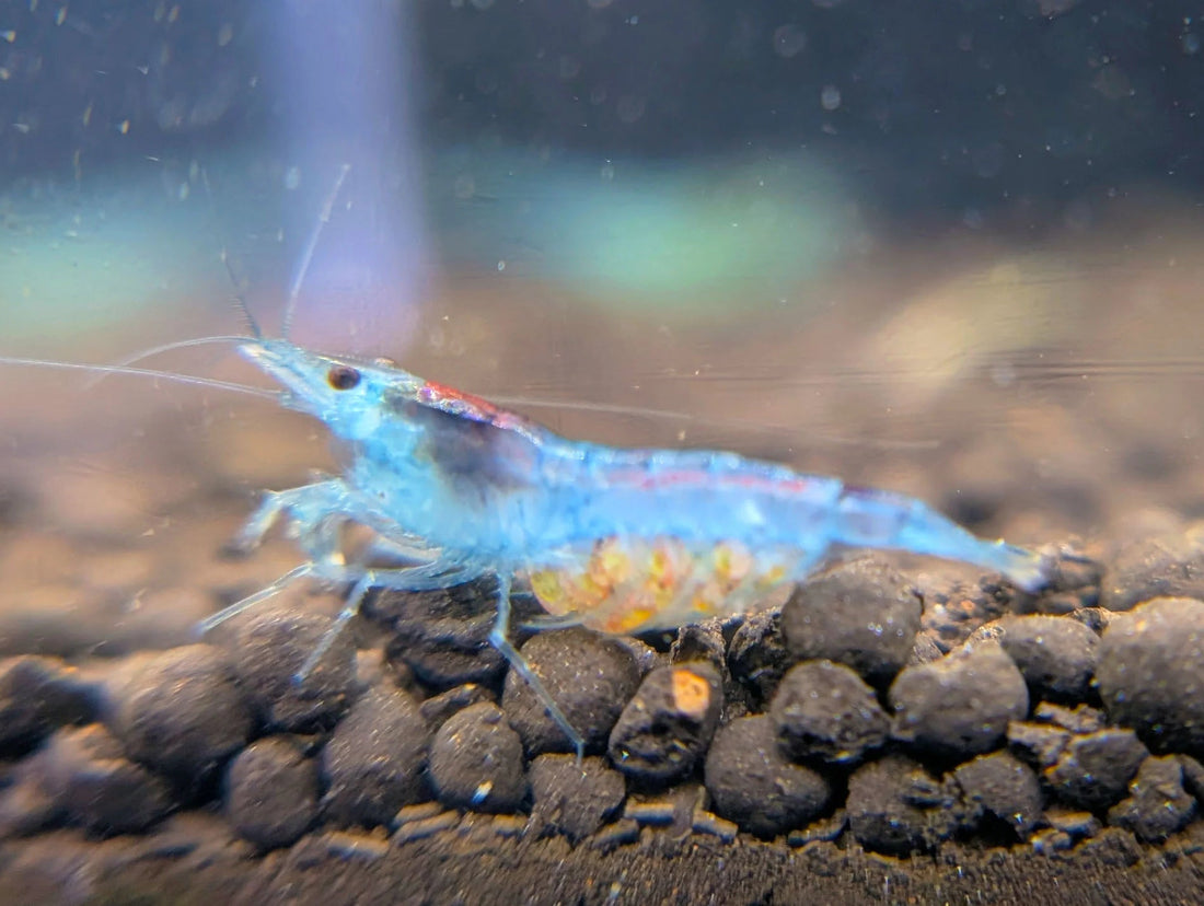 velvet blue shrimp