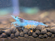 velvet blue shrimp