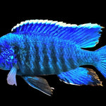 Live Freshwater Cichlid Blue Peacock  (Aulonocara nyassae) (CHD-114)U009